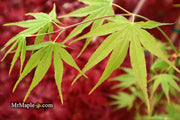 - Acer palmatum 'Peridot Flame' Japanese Maple - Mr Maple │ Buy Japanese Maple Trees
