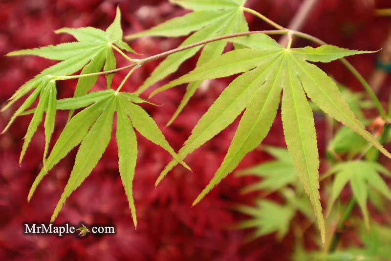 - Acer palmatum 'Peridot Flame' Japanese Maple - Mr Maple │ Buy Japanese Maple Trees