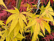 - Acer palmatum 'Peridot Flame' Japanese Maple - Mr Maple │ Buy Japanese Maple Trees