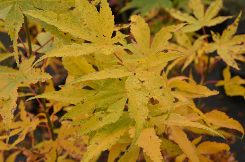 - Acer palmatum 'Peridot Flame' Japanese Maple - Mr Maple │ Buy Japanese Maple Trees