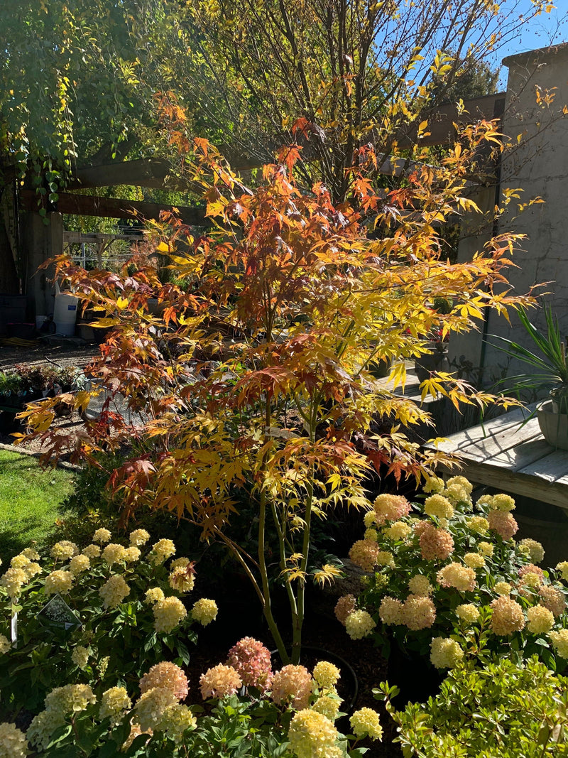 - Acer palmatum 'Peridot Flame' Japanese Maple - Mr Maple │ Buy Japanese Maple Trees