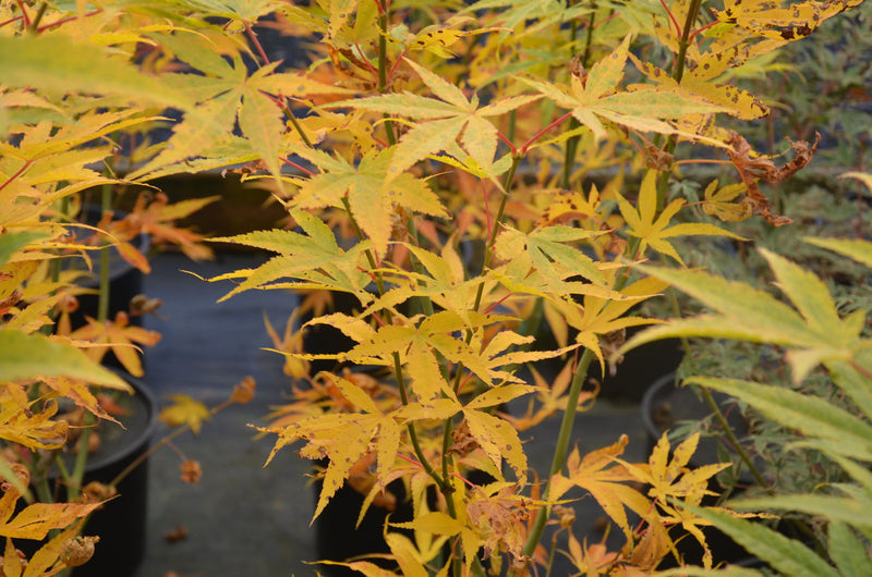 - Acer palmatum 'Peridot Flame' Japanese Maple - Mr Maple │ Buy Japanese Maple Trees