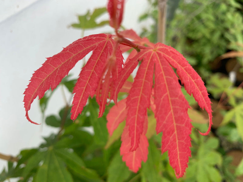 - Acer palmatum 'Peridot Flame' Japanese Maple - Mr Maple │ Buy Japanese Maple Trees