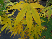 - Acer palmatum 'Peridot Flame' Japanese Maple - Mr Maple │ Buy Japanese Maple Trees