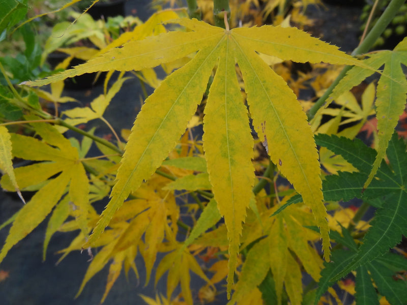 - Acer palmatum 'Peridot Flame' Japanese Maple - Mr Maple │ Buy Japanese Maple Trees