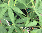 - Acer palmatum 'Peridot Flame' Japanese Maple - Mr Maple │ Buy Japanese Maple Trees