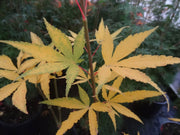 - Acer palmatum 'Peridot Flame' Japanese Maple - Mr Maple │ Buy Japanese Maple Trees