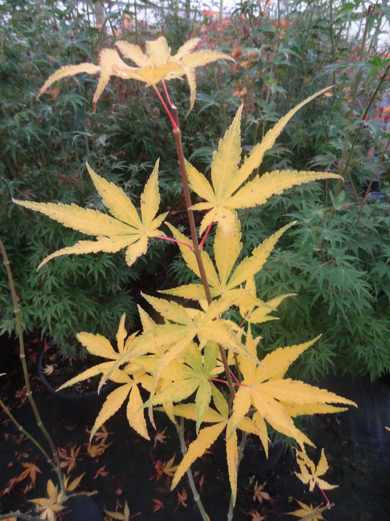 - Acer palmatum 'Peridot Flame' Japanese Maple - Mr Maple │ Buy Japanese Maple Trees