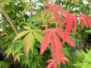 - Acer palmatum 'Peridot Flame' Japanese Maple - Mr Maple │ Buy Japanese Maple Trees