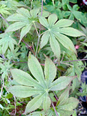 - Acer palmatum 'Peridot Flame' Japanese Maple - Mr Maple │ Buy Japanese Maple Trees