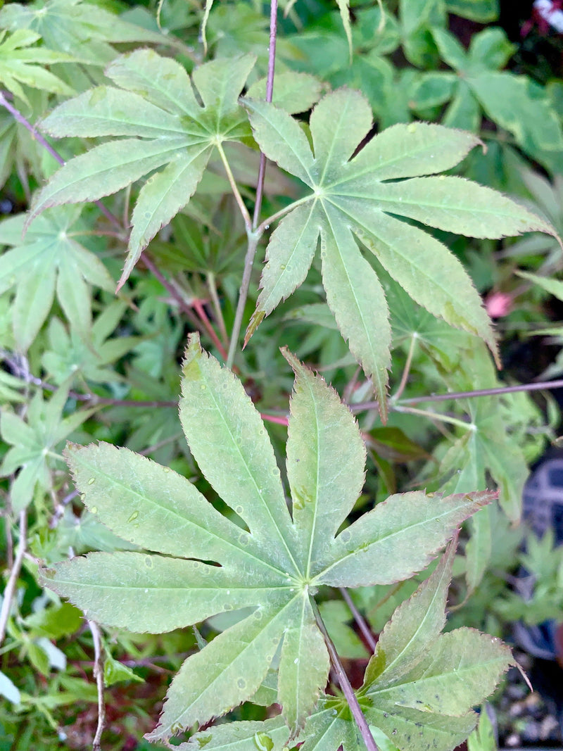 - Acer palmatum 'Peridot Flame' Japanese Maple - Mr Maple │ Buy Japanese Maple Trees