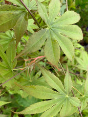 - Acer palmatum 'Peridot Flame' Japanese Maple - Mr Maple │ Buy Japanese Maple Trees