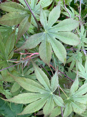 - Acer palmatum 'Peridot Flame' Japanese Maple - Mr Maple │ Buy Japanese Maple Trees