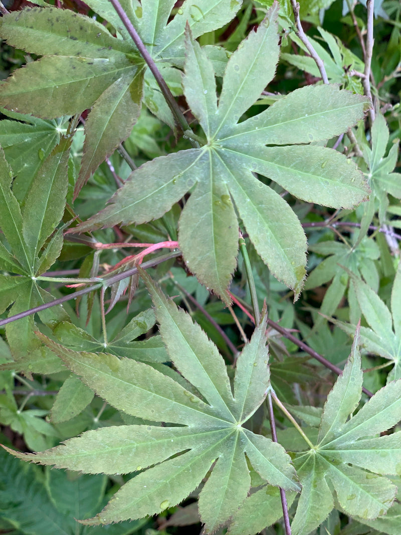 - Acer palmatum 'Peridot Flame' Japanese Maple - Mr Maple │ Buy Japanese Maple Trees