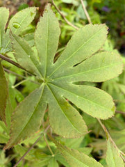 - Acer palmatum 'Peridot Flame' Japanese Maple - Mr Maple │ Buy Japanese Maple Trees