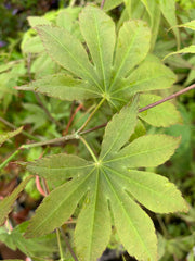 - Acer palmatum 'Peridot Flame' Japanese Maple - Mr Maple │ Buy Japanese Maple Trees