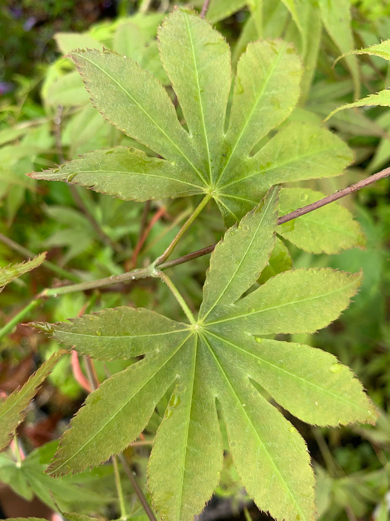 - Acer palmatum 'Peridot Flame' Japanese Maple - Mr Maple │ Buy Japanese Maple Trees