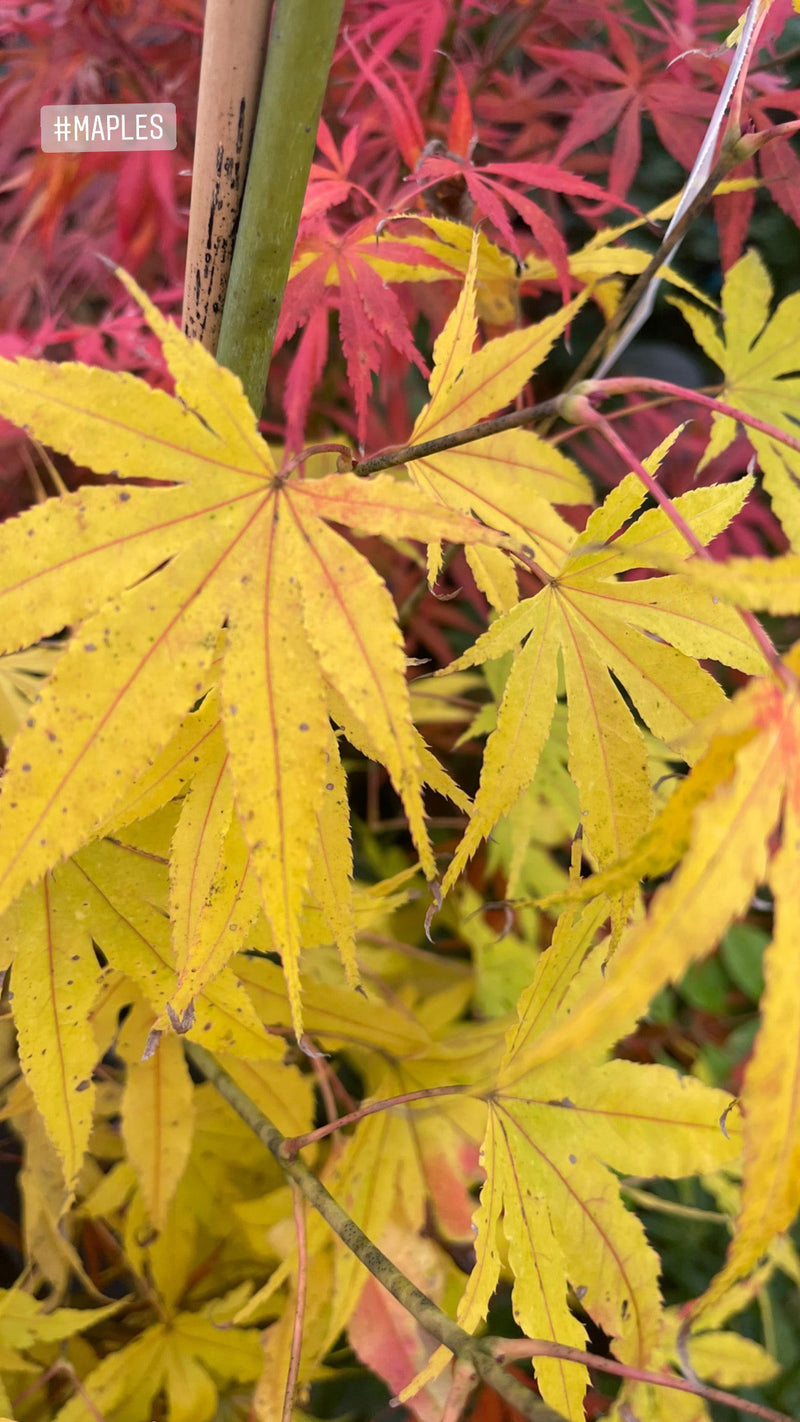 - Acer palmatum 'Peridot Flame' Japanese Maple - Mr Maple │ Buy Japanese Maple Trees