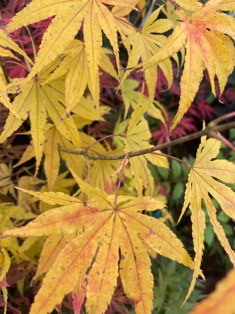 - Acer palmatum 'Peridot Flame' Japanese Maple - Mr Maple │ Buy Japanese Maple Trees