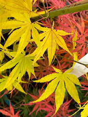 - Acer palmatum 'Peridot Flame' Japanese Maple - Mr Maple │ Buy Japanese Maple Trees