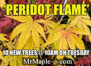 - Acer palmatum 'Peridot Flame' Japanese Maple - Mr Maple │ Buy Japanese Maple Trees