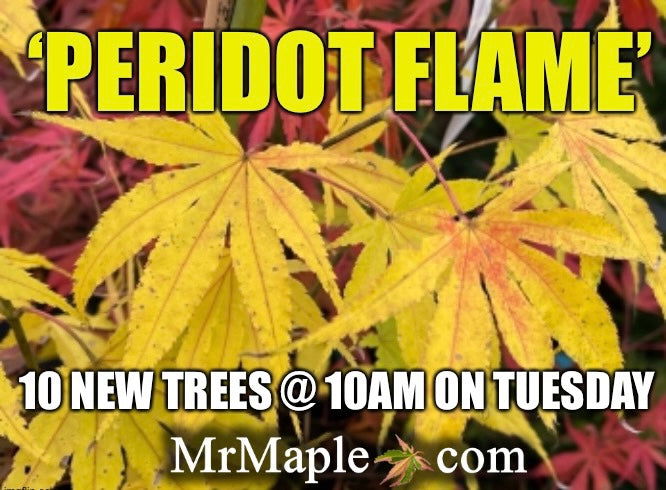 - Acer palmatum 'Peridot Flame' Japanese Maple - Mr Maple │ Buy Japanese Maple Trees