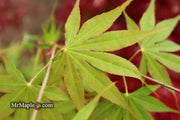 - Acer palmatum 'Peridot Flame' Japanese Maple - Mr Maple │ Buy Japanese Maple Trees