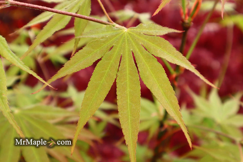 - Acer palmatum 'Peridot Flame' Japanese Maple - Mr Maple │ Buy Japanese Maple Trees