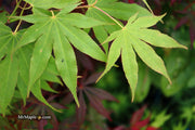 - Acer palmatum 'Peridot Flame' Japanese Maple - Mr Maple │ Buy Japanese Maple Trees