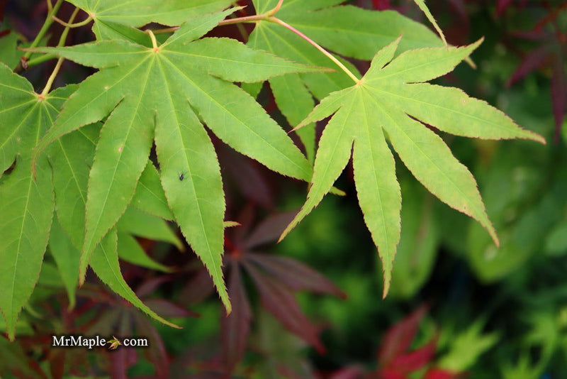 - Acer palmatum 'Peridot Flame' Japanese Maple - Mr Maple │ Buy Japanese Maple Trees