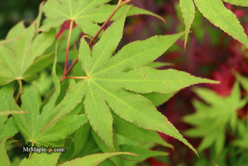 - Acer palmatum 'Peridot Flame' Japanese Maple - Mr Maple │ Buy Japanese Maple Trees