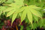 - Acer palmatum 'Peridot Flame' Japanese Maple - Mr Maple │ Buy Japanese Maple Trees