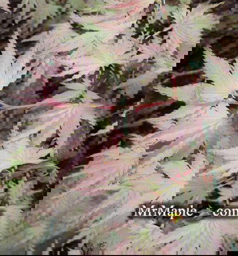 - Acer palmatum 'Peter's Choice' Japanese Maple - Mr Maple │ Buy Japanese Maple Trees