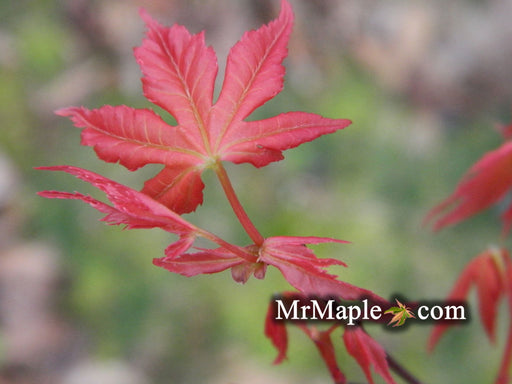 - Acer palmatum 'Peter's Choice' Japanese Maple - Mr Maple │ Buy Japanese Maple Trees