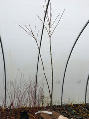 - Acer palmatum 'Peter's Choice' Japanese Maple - Mr Maple │ Buy Japanese Maple Trees