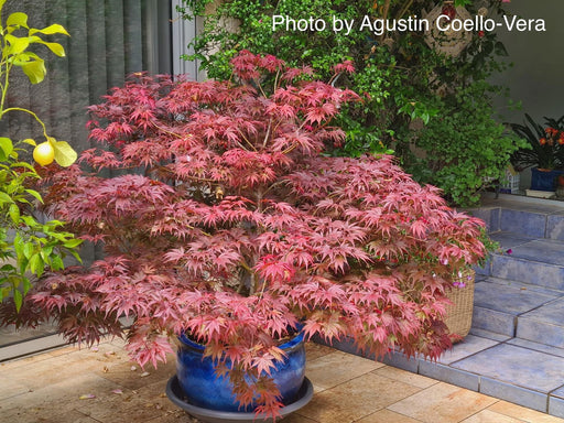 - Acer palmatum 'Peve Dave' Japanese Maple - Mr Maple │ Buy Japanese Maple Trees