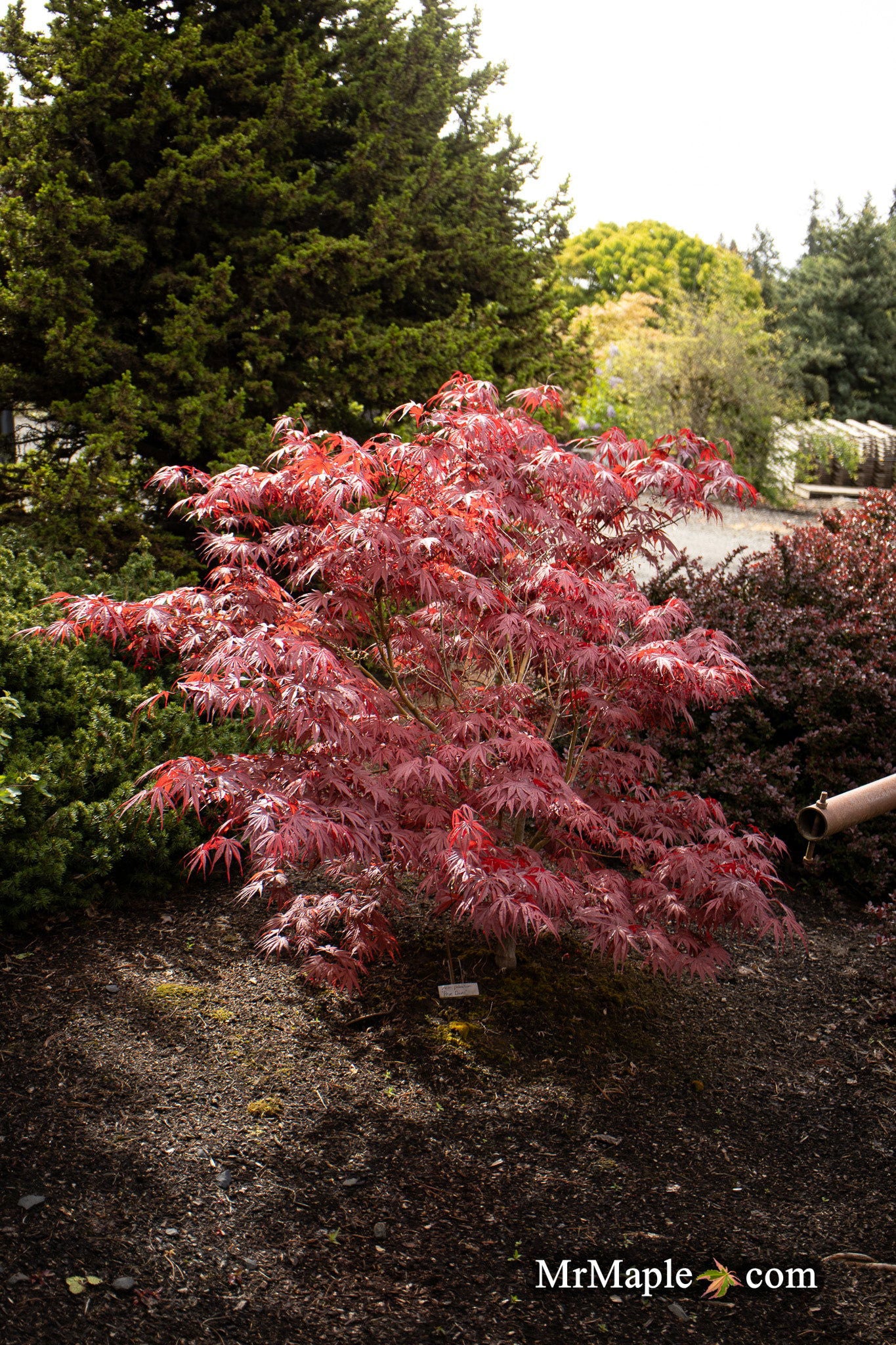Buy Acer palmatum 'Peve Dave' Japanese Maple — Mr Maple │ Buy