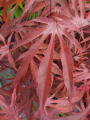 - Acer palmatum 'Peve Dave' Japanese Maple - Mr Maple │ Buy Japanese Maple Trees