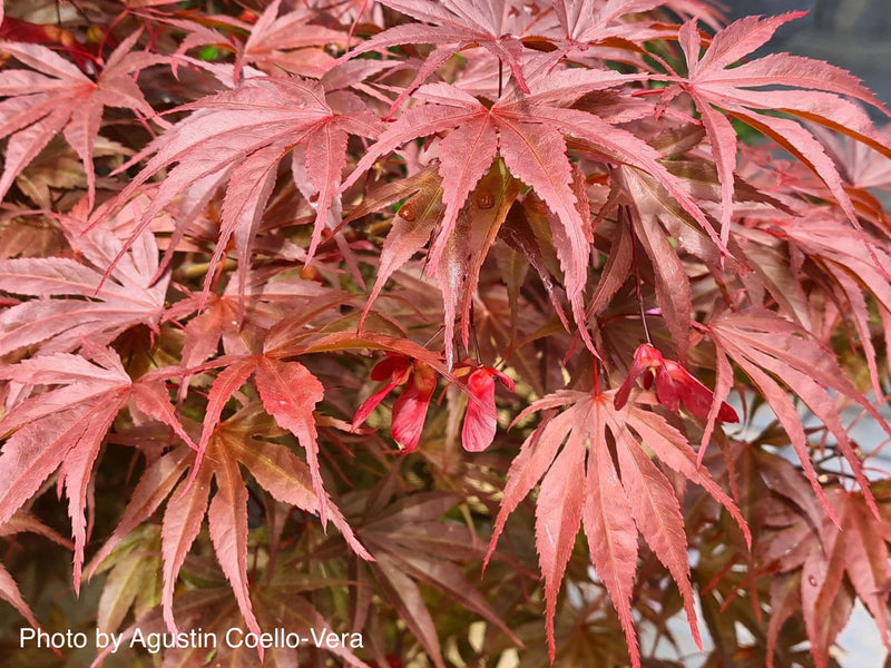 - Acer palmatum 'Peve Dave' Japanese Maple - Mr Maple │ Buy Japanese Maple Trees
