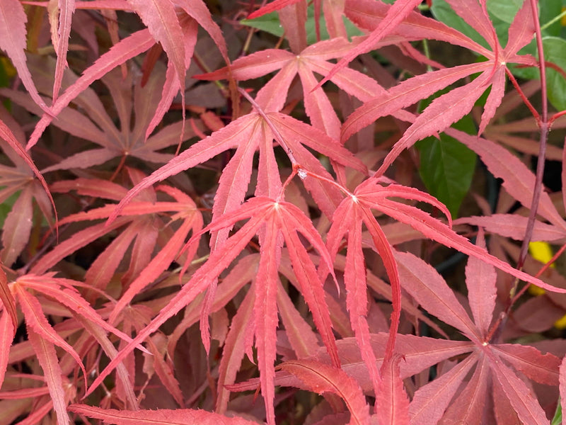 - Acer palmatum 'Peve Dave' Japanese Maple - Mr Maple │ Buy Japanese Maple Trees