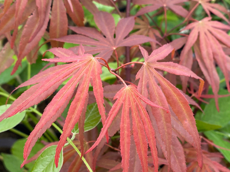- Acer palmatum 'Peve Dave' Japanese Maple - Mr Maple │ Buy Japanese Maple Trees