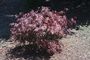 - Acer palmatum 'Peve Dave' Japanese Maple - Mr Maple │ Buy Japanese Maple Trees