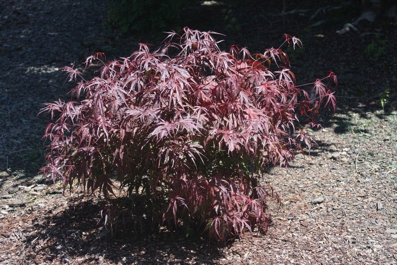 - Acer palmatum 'Peve Dave' Japanese Maple - Mr Maple │ Buy Japanese Maple Trees
