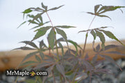 - Acer palmatum 'Peve Dave' Japanese Maple - Mr Maple │ Buy Japanese Maple Trees