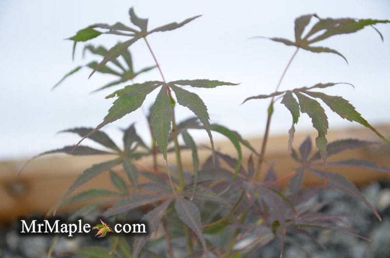 - Acer palmatum 'Peve Dave' Japanese Maple - Mr Maple │ Buy Japanese Maple Trees