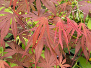 - Acer palmatum 'Peve Dave' Japanese Maple - Mr Maple │ Buy Japanese Maple Trees