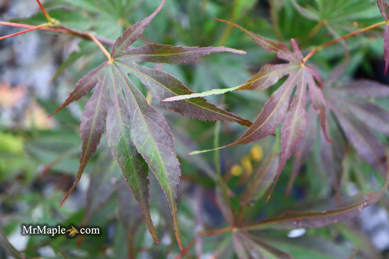 - Acer palmatum 'Peve Dave' Japanese Maple - Mr Maple │ Buy Japanese Maple Trees