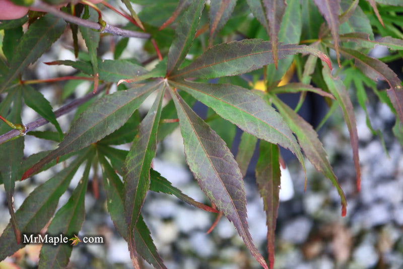 - Acer palmatum 'Peve Dave' Japanese Maple - Mr Maple │ Buy Japanese Maple Trees