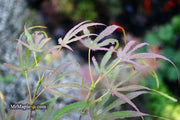 - Acer palmatum 'Peve Dave' Japanese Maple - Mr Maple │ Buy Japanese Maple Trees