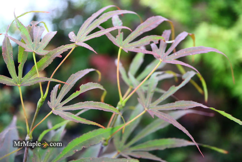 - Acer palmatum 'Peve Dave' Japanese Maple - Mr Maple │ Buy Japanese Maple Trees